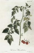 Alexander von Humboldt Lycopersicum esculentum oil painting